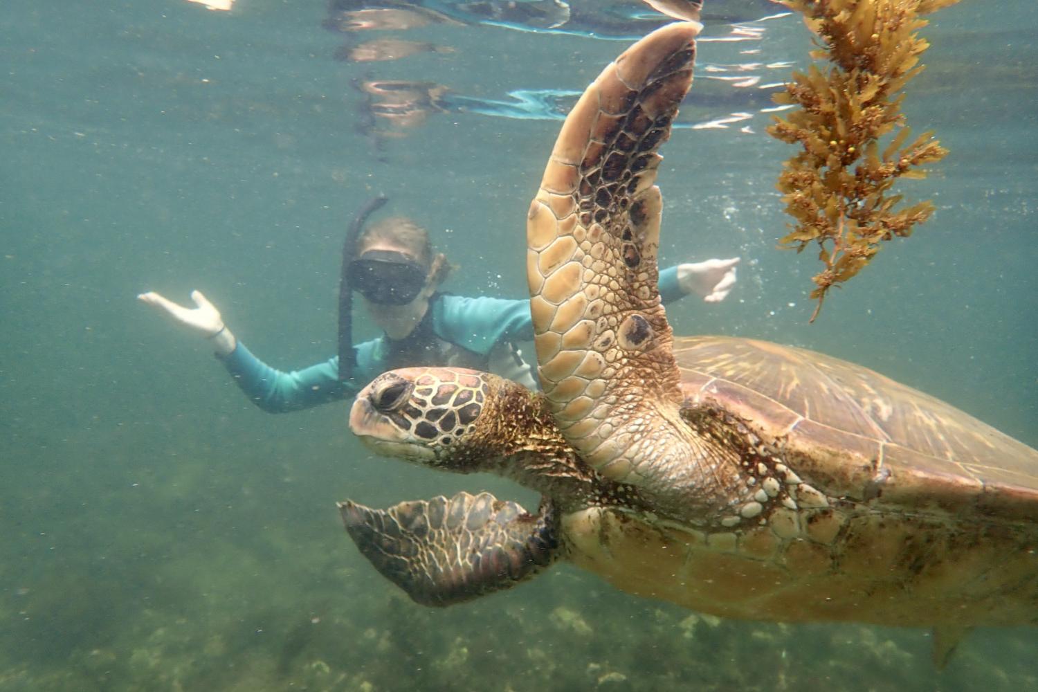 一名<a href='http://orm.riikoset.net'>全球十大赌钱排行app</a>学生在Galápagos群岛游学途中与一只巨龟游泳.